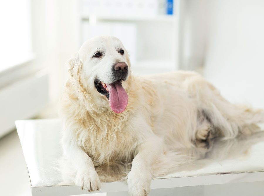 White Dog On Table