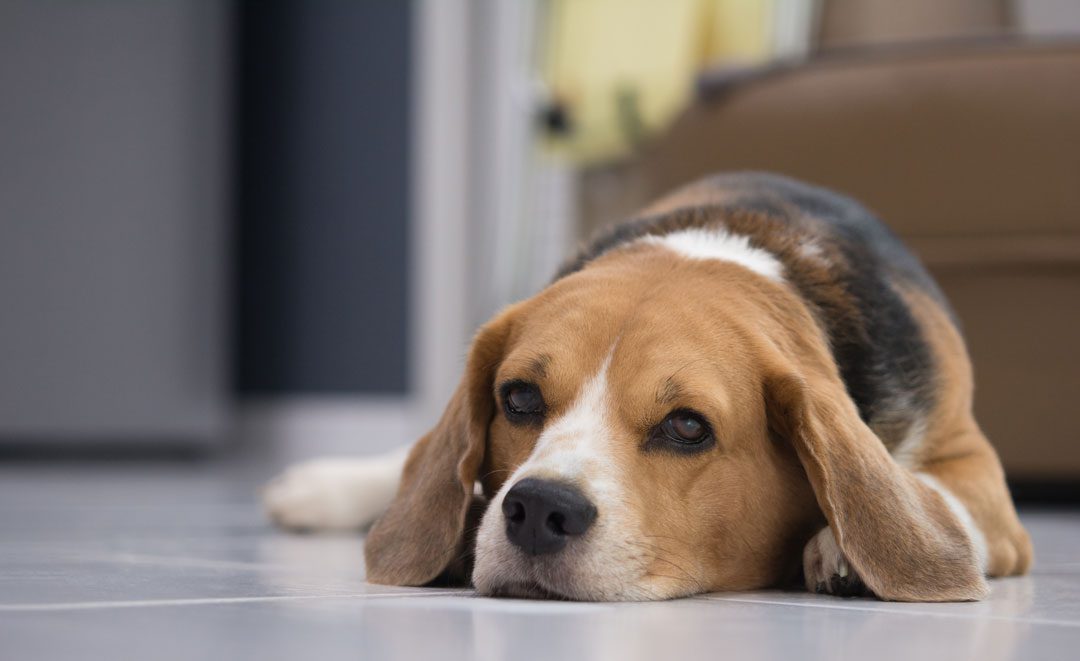 sad looking Beagle laying on the floor