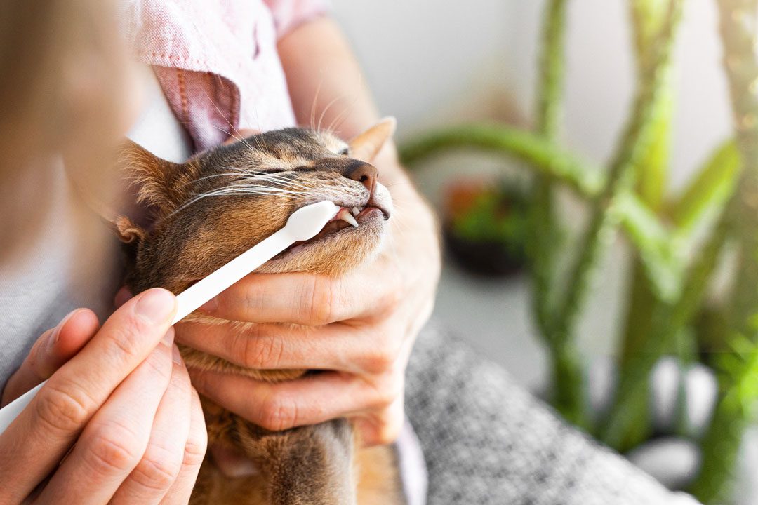 man brushing cat's teeth at home