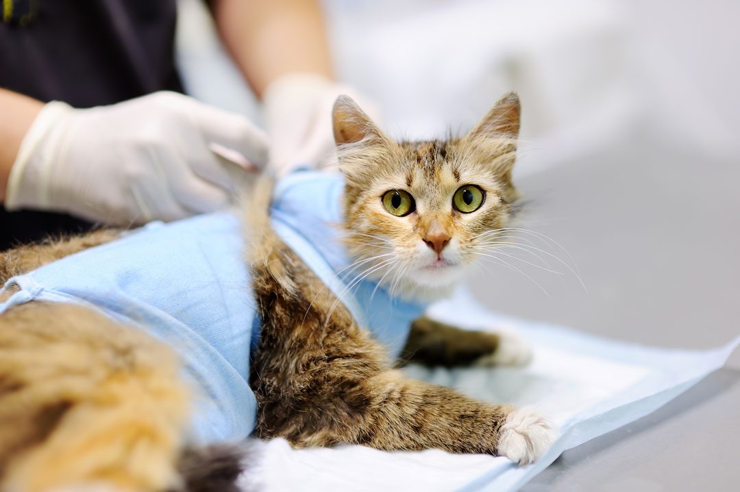Cat Being Bandaged After Surgery
