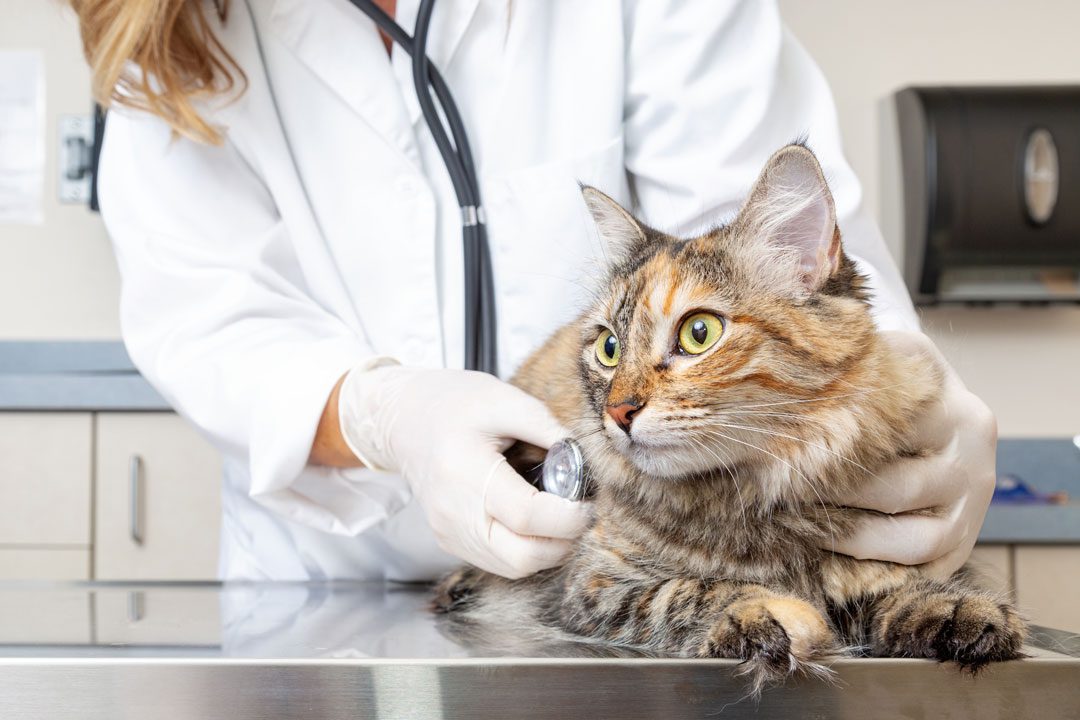 female veterinarian examining a fluffy brown cat with a stethoscope