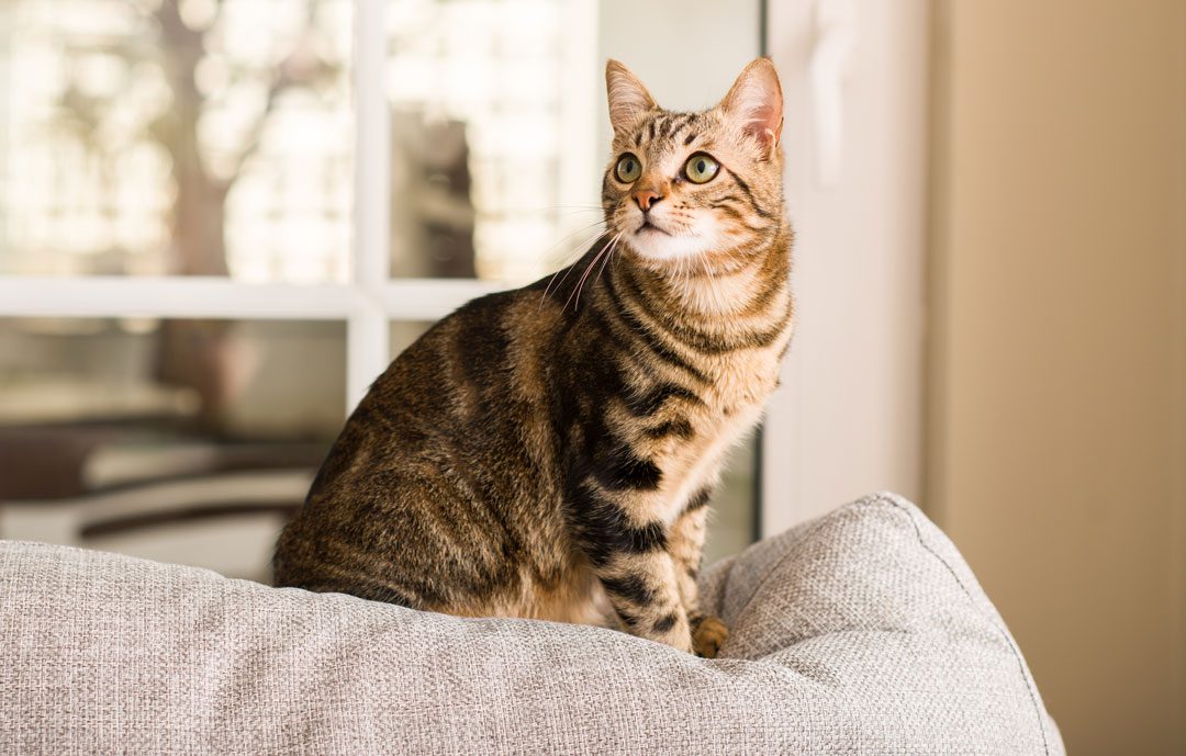 brown tabby cat perched on sofa