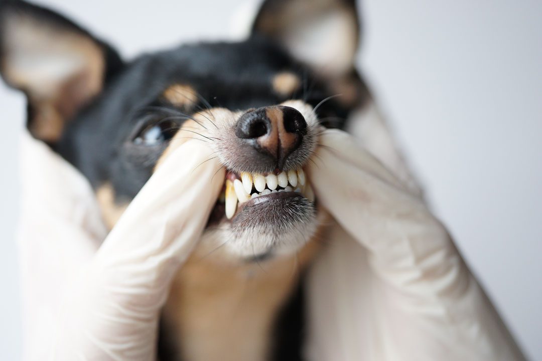 vet examining small dog's teeth