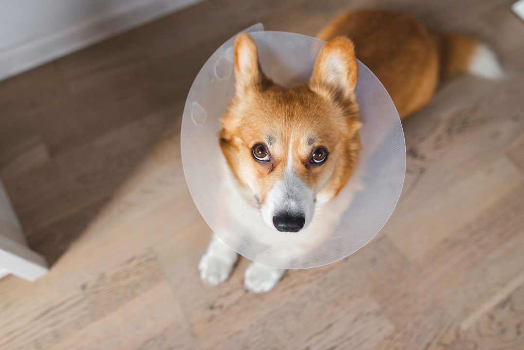 Corgi laying on the floor wearing a cone after surgery