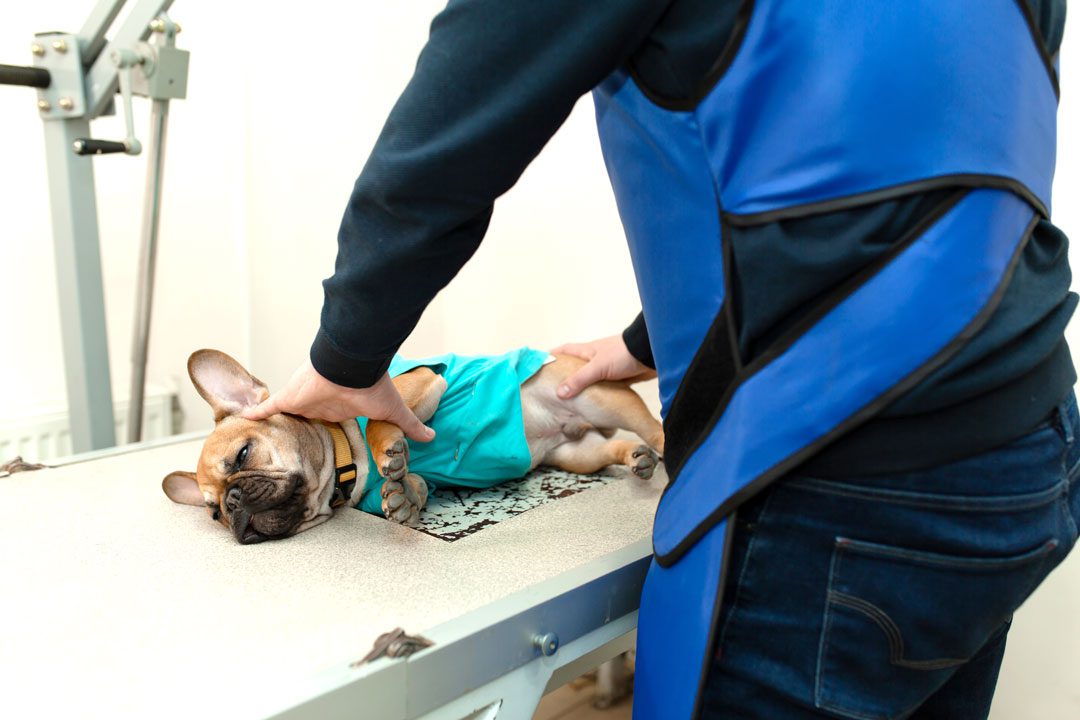 veterinary assistant prepping a French Bulldog for x-ray