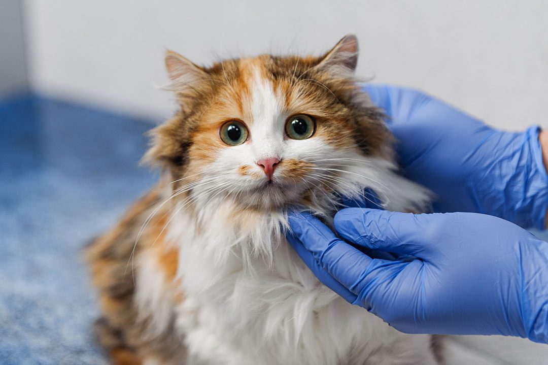 examination of a cat at the vet
