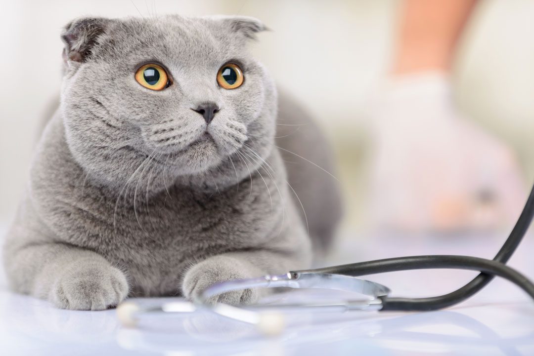 gray cat laying on exam table next to stethoscope