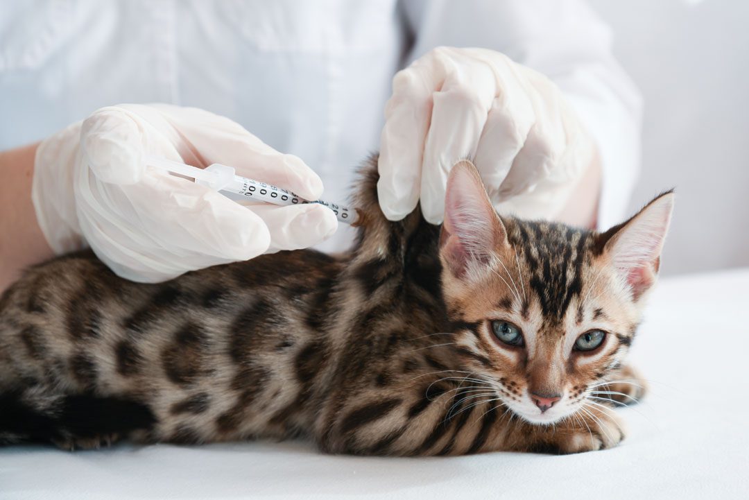 veterinarian giving vaccine injection to cute Bengal kitten