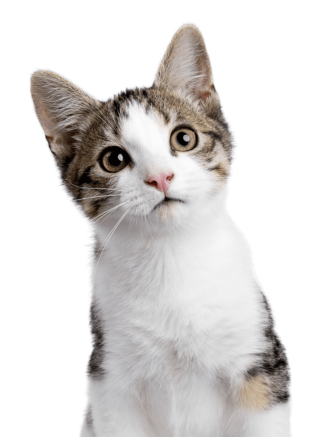 close up of curious kitten