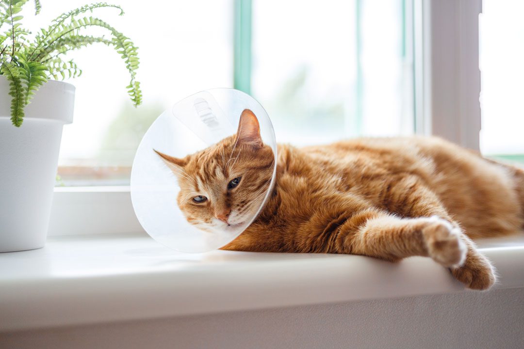 Orange Cat Wearing A Cone