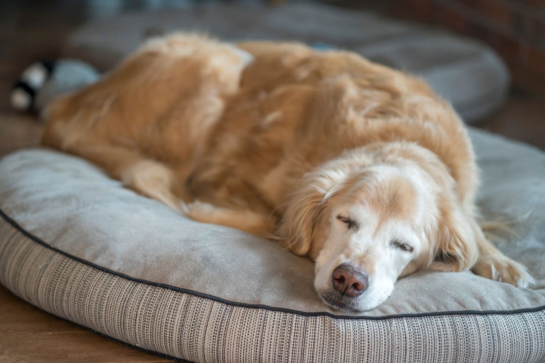 Senior Golden Retriever Resting