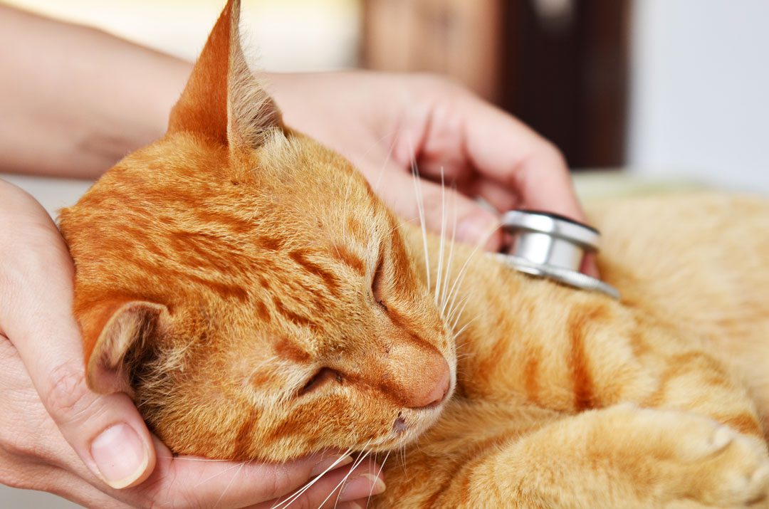 sick orange cat at the vet for urgent care