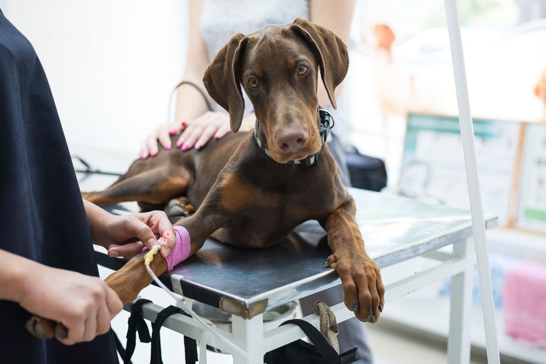dog getting their veterinary bloodwork done