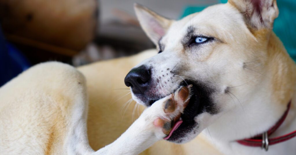 yellow and white dog with blue eyes chewing on back paw