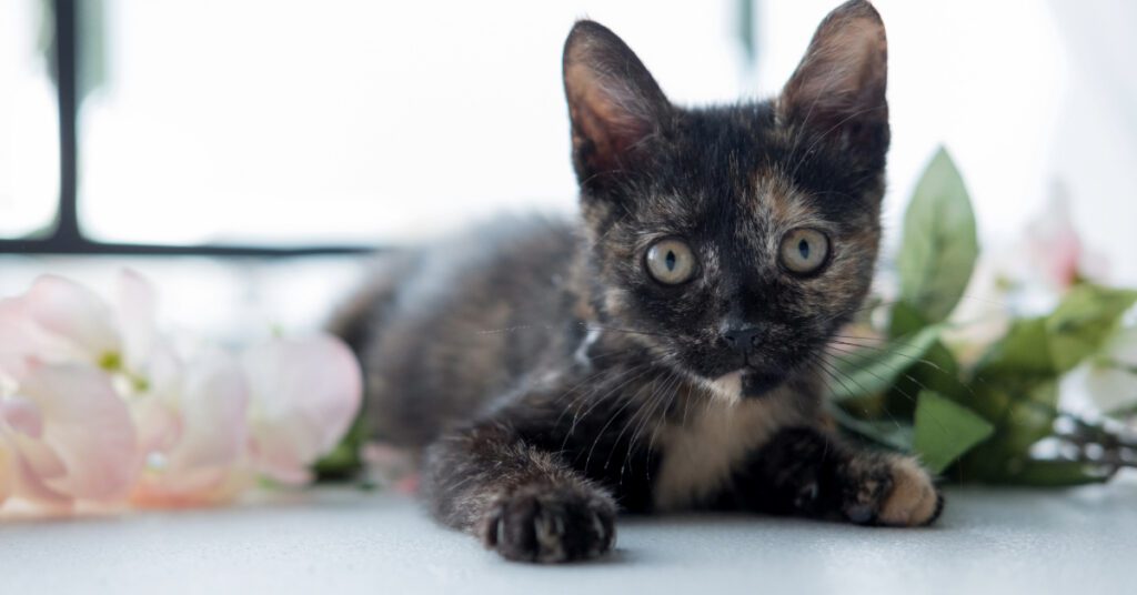 tortoiseshell kitten laying on table amid piles of fake flowers and leaves