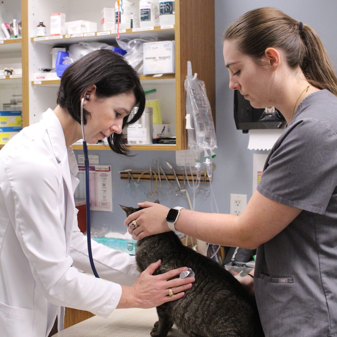female veterinarian with assistant examining a cat