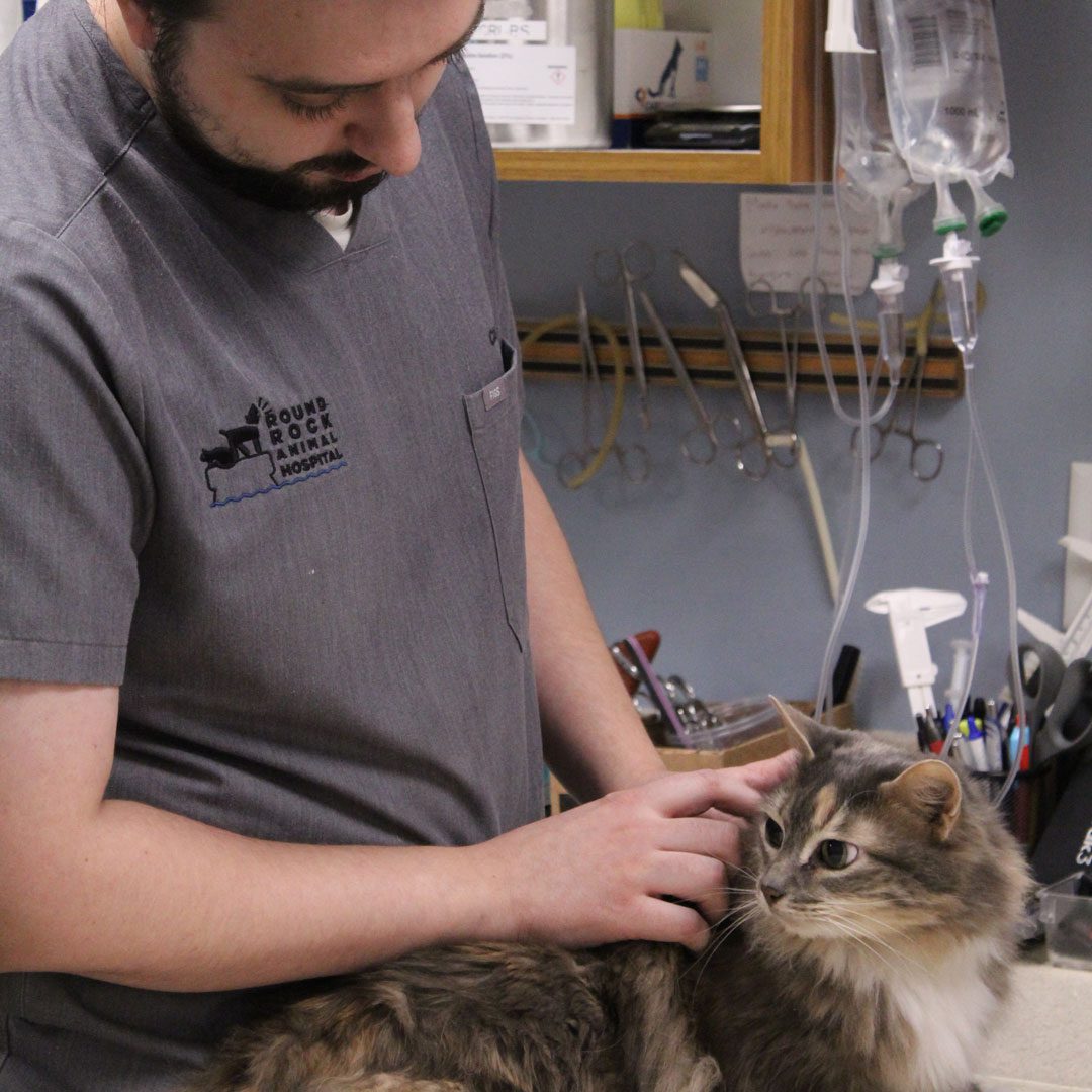 veterinary technician comforting a cat at veterinary exam