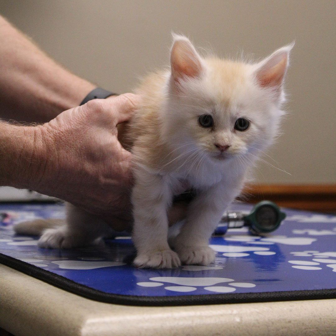 fluffy pale orange kitten on exam table