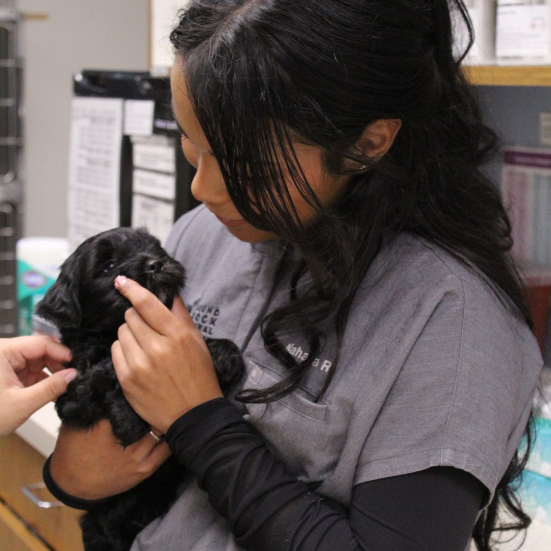 female veterinary technician holding a small black puppy
