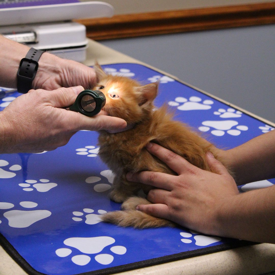 orange kitten having its eyes examined by veterinarian