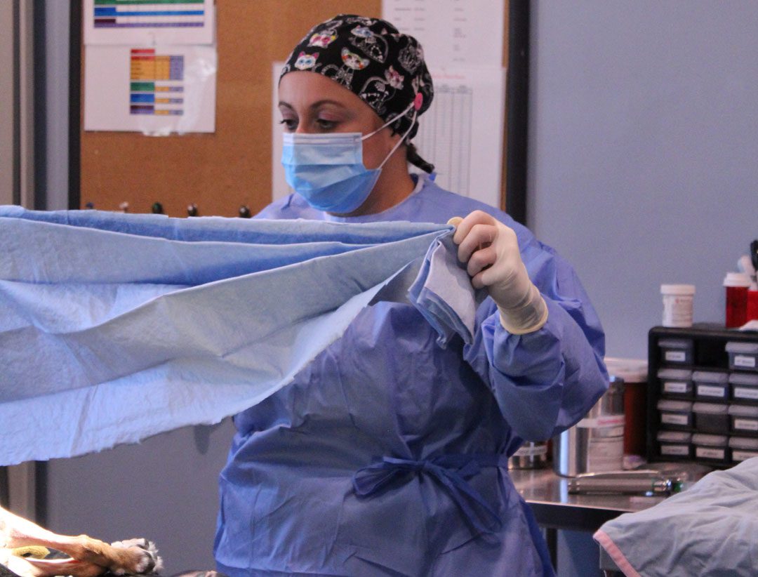 female veterinary surgeon prepping a dog for surgery