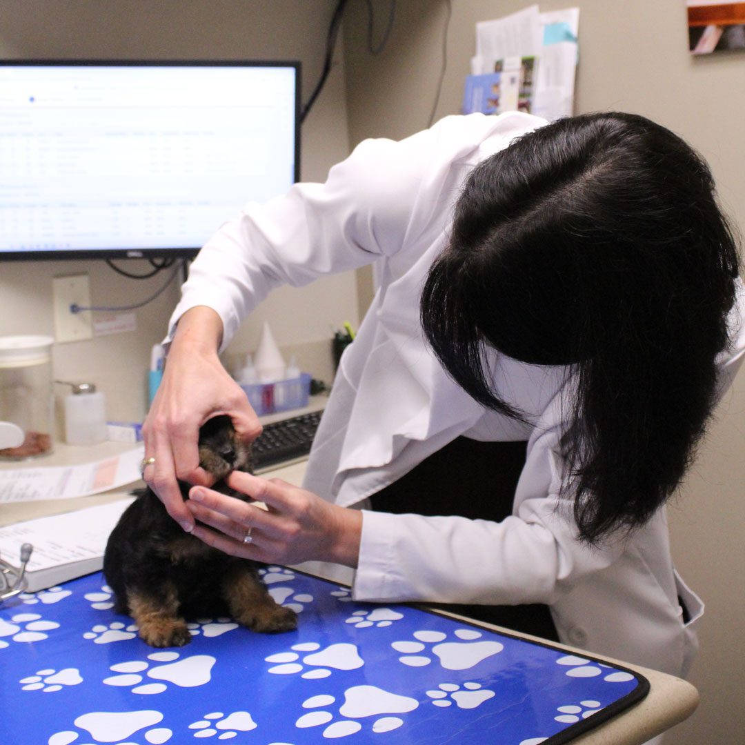 female veterinarian examining a puppy