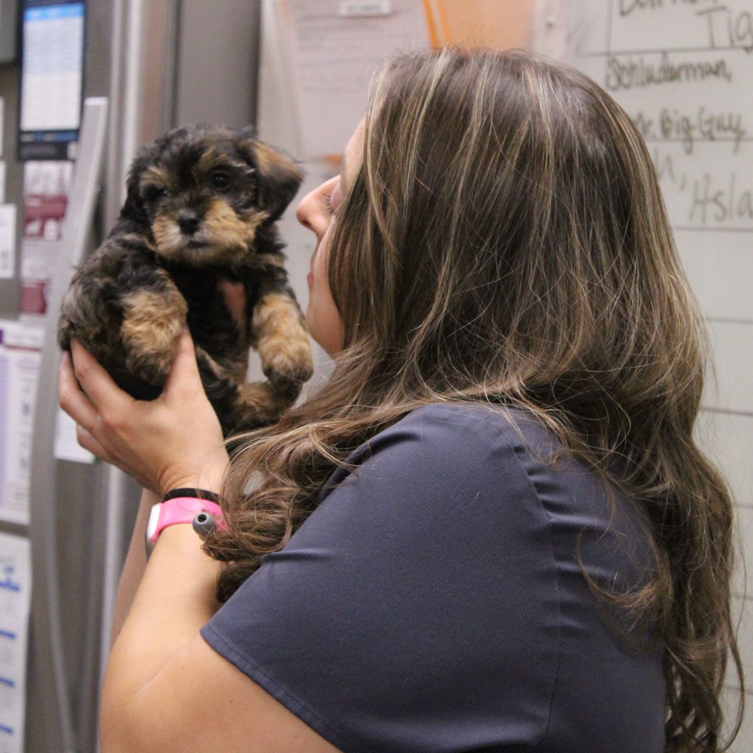 female veterinary employee holding a puppy