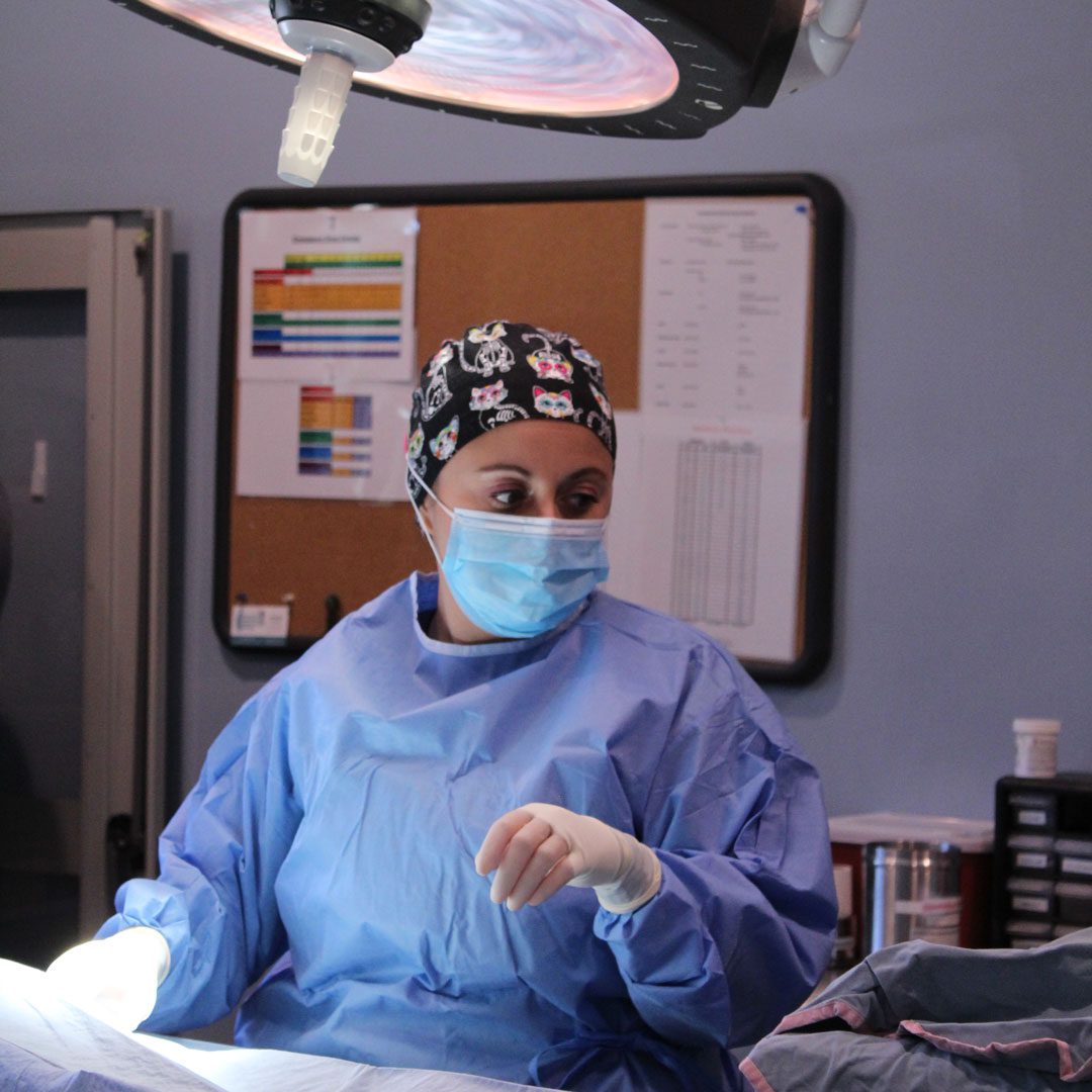 female veterinarian performing surgery on a pet