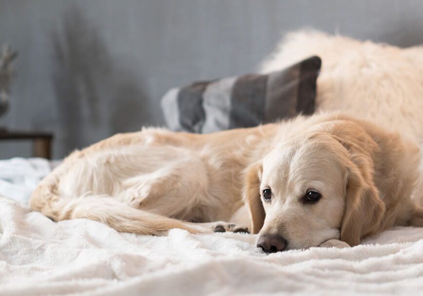 golden retriever laying on fluffy blanket on the bed