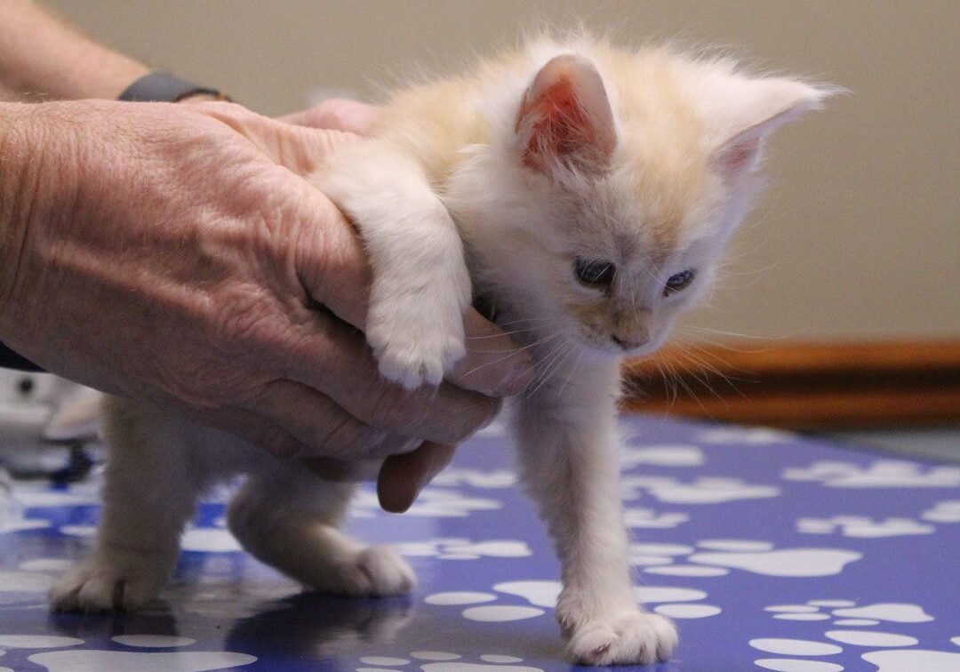 male veterinarian holding a small pale orange kitten
