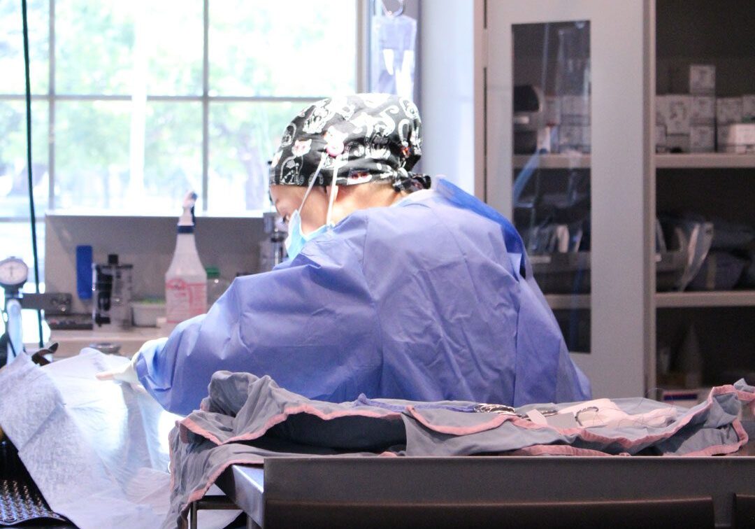 veterinarian performing surgery